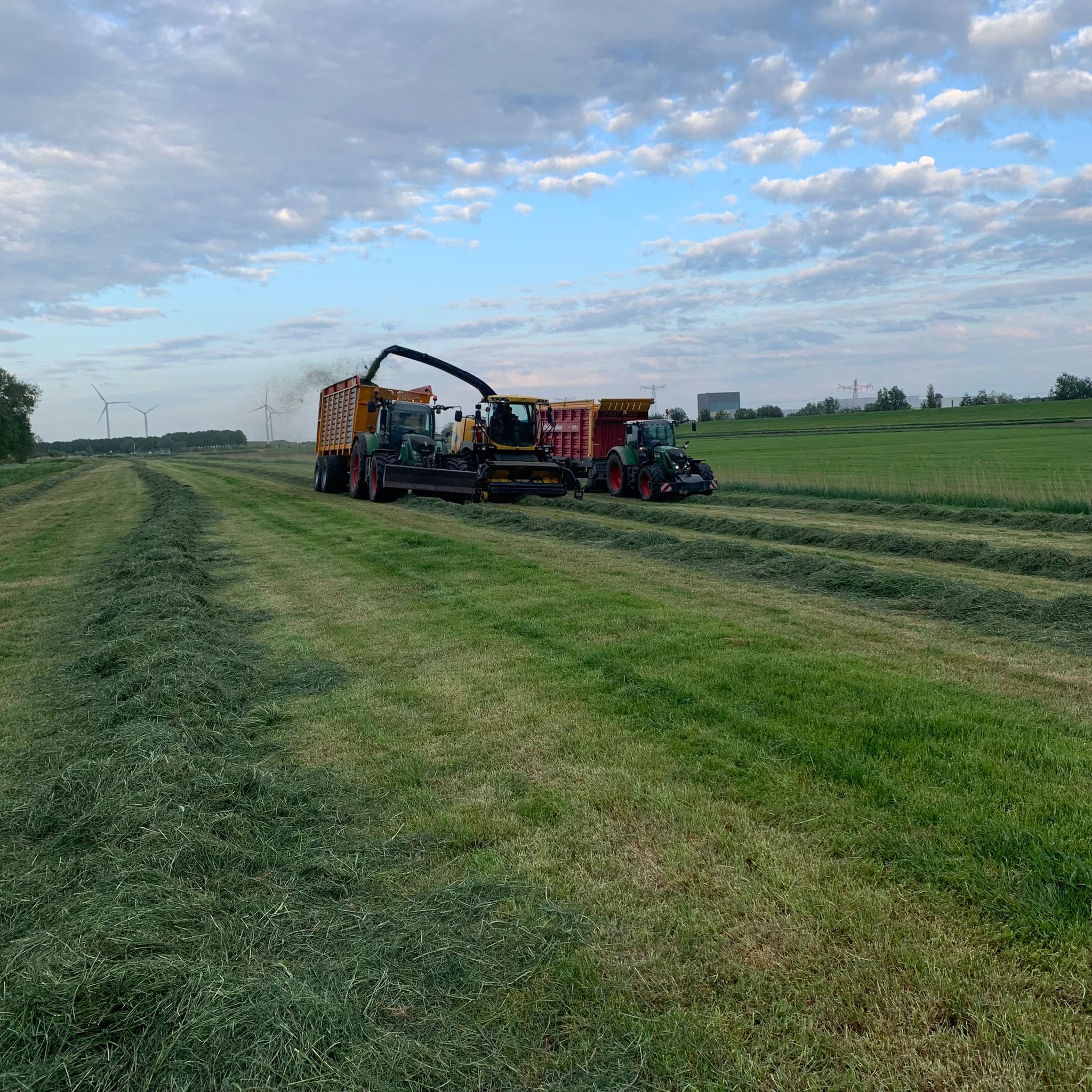 veld oogsten
